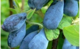 Frost-resistant sweet and sour honeysuckle variety Sineglazka