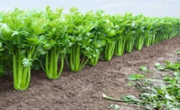 How to grow and use petiole celery with maximum benefit for the body