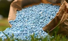 Cosa c'è di buono nella fertilizzazione con azoto del grano invernale e come viene applicata?