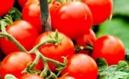 Pelbagai jenis tomato ceri masam manis yang popular dan digemari: tomato berus Jepun dan faedahnya