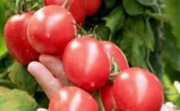 Tomato Grozdeva - hasil yang sangat baik dan rasa yang tidak dapat dilupakan