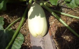 Coltivazione corretta delle zucchine e cura in piena terra: segreti della tecnologia agricola per ottenere un raccolto eccellente