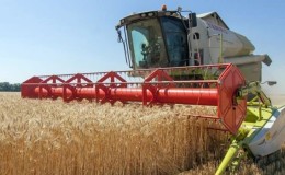 Comment et quand le blé est récolté : calendrier, méthodes et stockage ultérieur