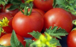 Tomato masak awal yang unik Anyuta, yang memungkinkan untuk mendapatkan tuaian berganda