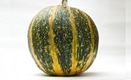 Características del cultivo de calabaza gimnosperma y a qué semillas debes prestar atención