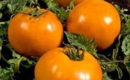 En vakker person i hagen din - Golden Queen-tomaten: tidlig modning, lys og så elsket av estetiske sommerbeboere