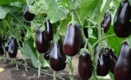 Hva er bra med Epic aubergine-sorten og hvorfor det er verdt å dyrke det