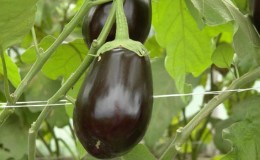 Hybride Aubergine Clorinda von niederländischen Züchtern