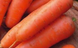 Maagang maturing carrot hybrid na may mahusay na ani: Amsterdam