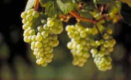 Un vitigno molto apprezzato e gustoso: il Riesling.