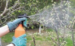 Cómo, cuándo y con qué rociar los manzanos en primavera contra plagas y enfermedades.