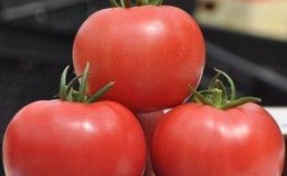 Arahan untuk menanam tomato Raspberry berdering: menikmati buah-buahan besar yang indah