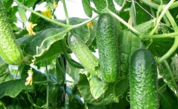 Las primeras variedades de pepinos para invernaderos y campo abierto.