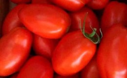 One of the best varieties for canning is the early-ripening and high-yielding tomato Novichok.