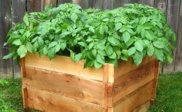 Step-by-step guide to growing potatoes in boxes