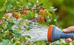 Cuánto y con qué frecuencia regar grosellas y grosellas en verano.