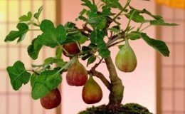 Instructions for growing figs at home from a seed or sprout