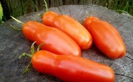 Varieti tomato Auria dari penternak Novosibirsk, terkenal dengan hasil yang tinggi dan rasa buah-buahan yang sangat baik