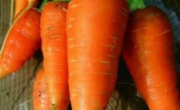 Karaniwang French carrot variety Carotel