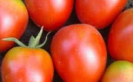 Rhapsody tomato hibrid - kami menanamnya di plot kami sendiri tanpa kerumitan