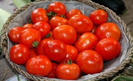 Tomato hibrid Bella Rosa dan cara menanamnya dengan betul