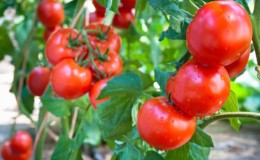 Lys og velsmakende nederlandsk tomatvariant Tanya: la oss bli kjent med fordelene og dyrke den selv