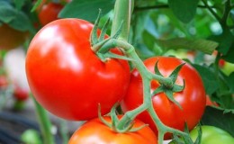 Cara menanam tomato Nadezhda f1: tumbuh cepat, masak awal dan memberi ganjaran dengan hasil tuaian yang banyak