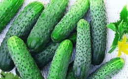 Hybrid early-ripening hybrid of Meringue cucumbers, resistant to diseases and weather conditions