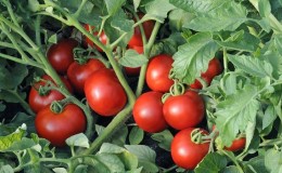 Varieti popular yang disukai oleh ramai tukang kebun: tomato Samara dan kelebihannya berbanding jenis tomato lain