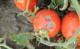 Quais são as doenças do tomate em estufa e como combatê-las?