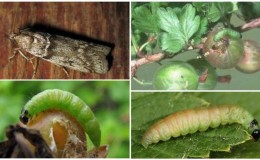 Como lidar com a mariposa groselha durante o amadurecimento dos frutos e outros períodos