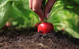 Escolhendo o melhor fertilizante para rabanetes e aplicando-o corretamente