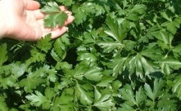 Pagsusuri ng iba't ibang parsley na Italian Giant