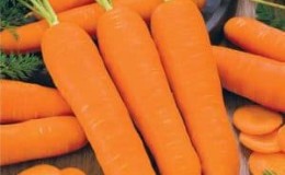 High-yielding first generation carrot hybrid: Baltimore f1