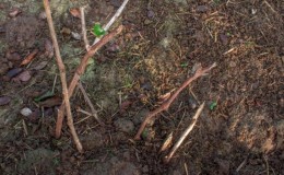 Cuándo y cómo trasplantar adecuadamente las uvas a otro lugar en el otoño.