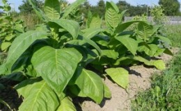 Review of Trapezond 92 tobacco and features of its cultivation