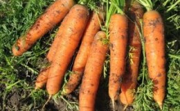 Late-ripening table carrot hybrid Bolero f1: description and cultivation features