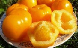 Juicy, sweet Honey Spas tomato with rich taste and bright color - a sunny decoration for your garden bed