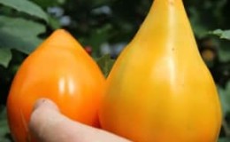 Rekordholderen for innhold av næringsstoffer er Orange Heart-tomaten.