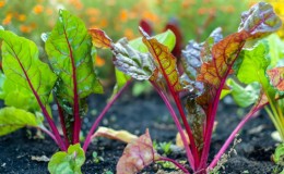 Perché le foglie della barbabietola diventano rosse e cosa fare al riguardo?