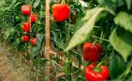 Når du skal høste paprika i et drivhus: bestemme graden av modenhet av avlingen og høste den riktig og i tide