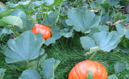 Wann man einen Kürbis aus einem Garten in der Region Leningrad entfernt und wie man ihn richtig lagert, damit er nicht verdirbt