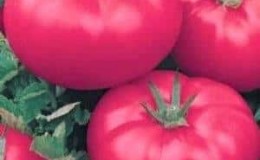 How to grow Red Giant tomato