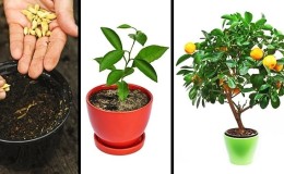 How to plant a lemon - step by step instructions