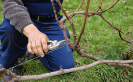 Cuándo y cómo podar correctamente las uvas en primavera para principiantes paso a paso: instrucciones y diagramas