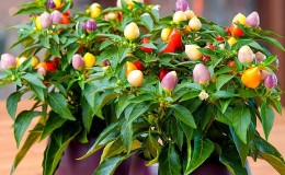 Kā audzēt un kopt dekoratīvos Capsicum piparus, un vai jūs varat tos ēst?