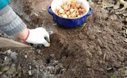 Características do plantio de cebola antes do inverno: depois de quais safras elas podem ser plantadas?