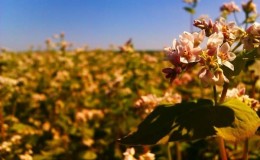 In which countries do they grow and like to eat buckwheat, and where does the best buckwheat grow?