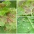 Why red spots appear on currant leaves and how to deal with them