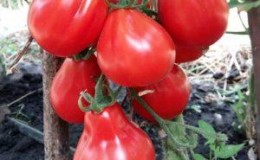 We grow a rich harvest of sweet and juicy tomatoes: Red Truffle tomato - characteristics and description of the variety